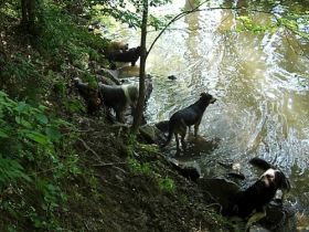 Hundebetreuung Monika Klein