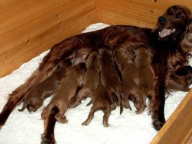 von den Altheimer Herrenwiesen