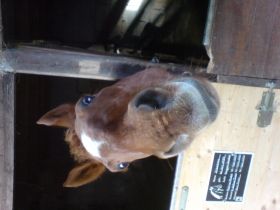 Naturheilpraxis/ Tierkeilpraxis für Tiere Andrea Fuchs