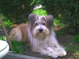 Zentrum für Tier und Mensch - Hundeschule