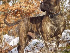 Anasha Boerboels