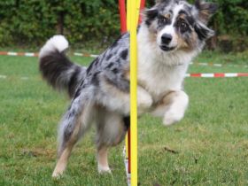 friendly dogs - Teamtraining für Mensch & Hund