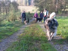 Brave Pfoten - hier wird geflüstert.....