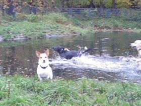 Two for Four Haustierservice