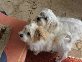 Hundepension,Hunderesidenz-Druck,Limburg,Hadamar