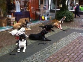 Hundeschule Kehrmann