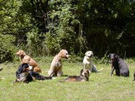 Die Pfote - Hundeerziehung u. Verhaltensberatung
