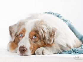 Mahuna Australian Shepherds