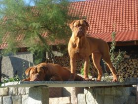 vom Elbe-Elster Bärenzwinger