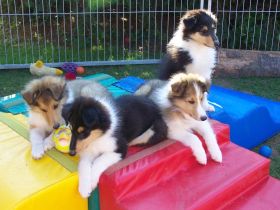 von den Glücksbärchen