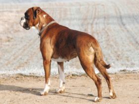 vom Metternicher Schlösschen