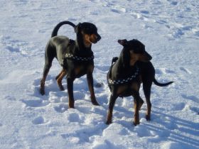 Deutsche Pinscher vom Bruchstein