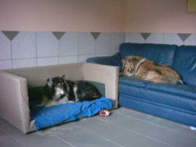 Monis Zentrum für Hunde