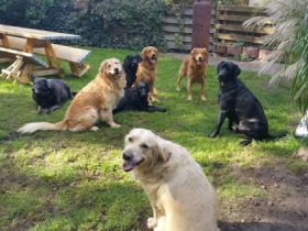 familiäre Hundepension / Tierpension