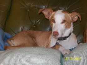 Lani`s-Hundeschule ...gemeinsam einen Weg gehen