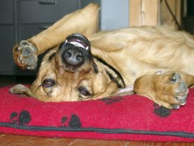 hundihotel & -schule