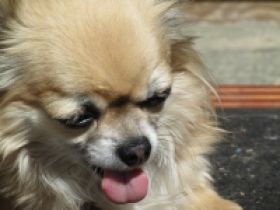 de los pequeños banditos