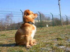 "Hundeschule & Pension "DOMINO"