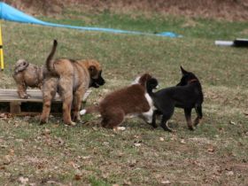 Hundeschule Buchholz Hunde - Claudia Friederich