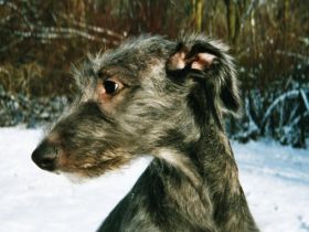 Hundeerziehung Sanft & Intensiv