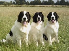 vom Kranenburger Bruch