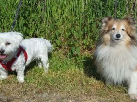 Hundeherberge-Hennef