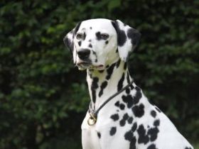 aus dem Haus Punctum