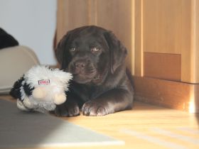 Bavarian Water Jumpers Labradorzucht