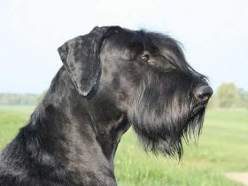 von der Satans Meute