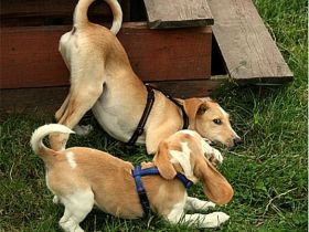 Hundeschule Schnüffelnase