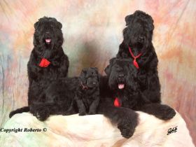 Zlato s Bavarskogo Dvora - der Schatz vom Bayerischem Hof