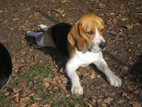 Hundepension ohne Zwinger und Zwang