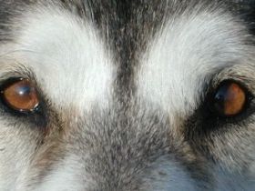 Hundeerziehung und Verhaltensberatung Volker Knuth