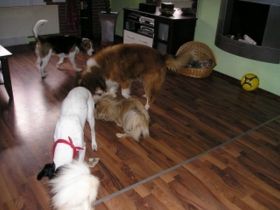 Die etwas andere Tierpension