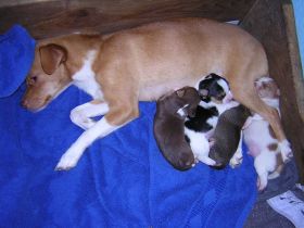 Hundepension Hannover - Lucky Dog