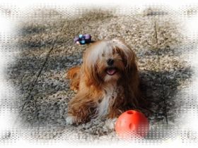 de la caracca pandilla pequeno