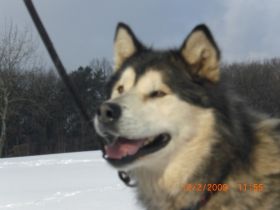 Tierpsychologie, Verhaltenstherapie und Naturheilkunde B.Reitz