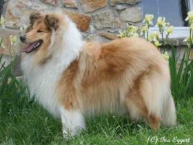 of little Queensland