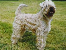 of Allstarman's Clan