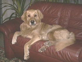 Macht Ihr Hund Probleme?