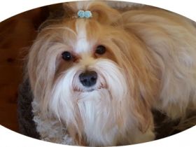 Rico von Herrenstein