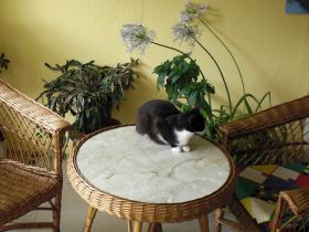 Conny's Tierheilpraxis