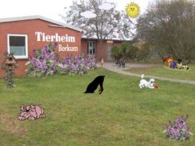 Tierschutzverein Borkum e.V.