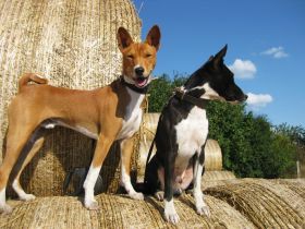 Hundedamen-Betreuung