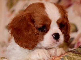 Rosebury & Hohenzollern