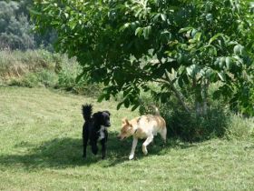 Hundepension Trapp & Bossert