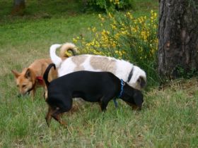 Hundezentrum Kynopolis