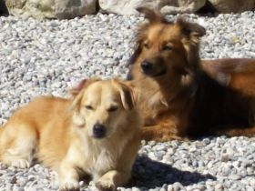 Hundepension Waldschlucht