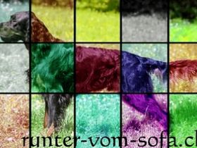 Beratungsstelle für Mensch und Hund