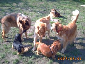 Hundepension Landpfötchen